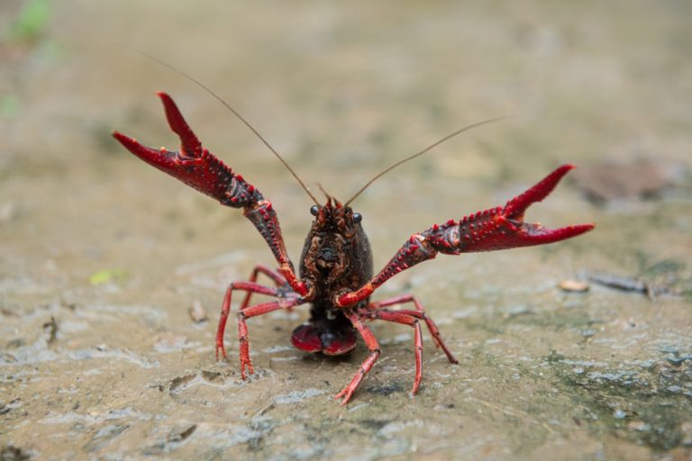 【探究授業】：アメリカザリガニ 「条件付特定外来生物」に 〜環境〜